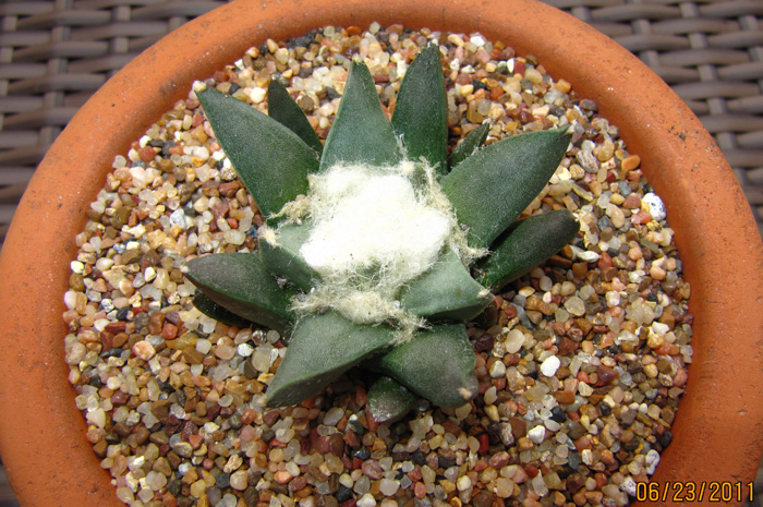 Ariocarpus retusus